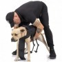 PETTORINA COMBAT-DOG ARANCIO